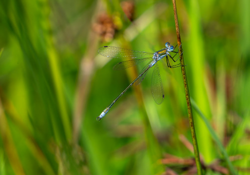 lestes dryas   leste dryade male