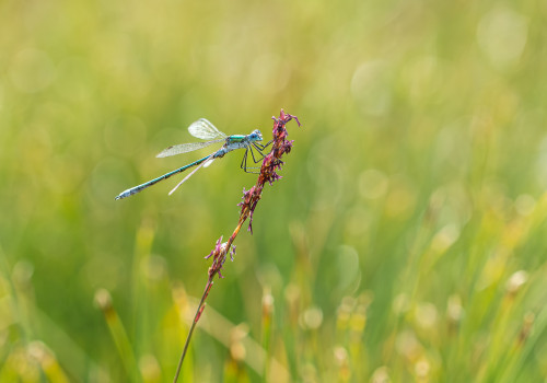 lestes dryas  le leste dryade 