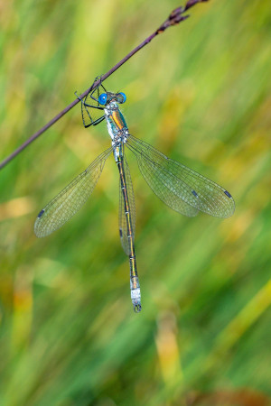 lestes dryas le leste dryade lestes dryas le leste dryade