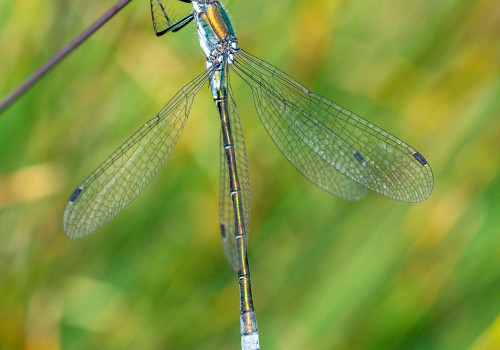lestes dryas  le leste dryade 