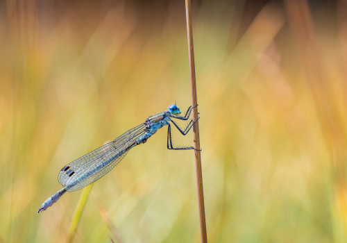 lestes dryas  le leste dryade  nef dxo deepprime