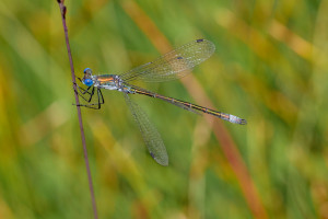 lestes dryas le leste dryade lestes dryas le leste dryade