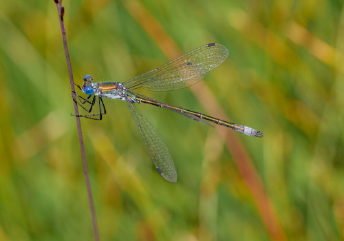 lestes dryas  le leste dryade 