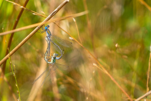 lestes dryas le leste dryade couple lestes dryas le leste dryade couple