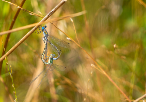 lestes dryas  le leste dryade  couple