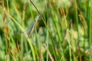 lestes dryas le leste dryade femelle lestes dryas le leste dryade femelle