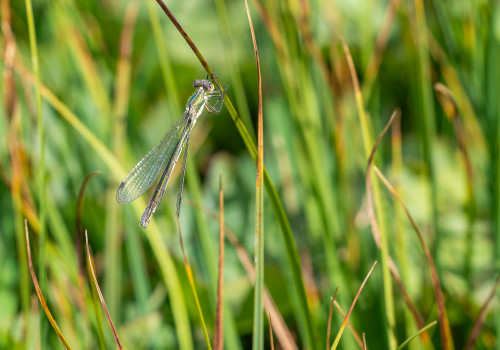 lestes dryas  le leste dryade  femelle