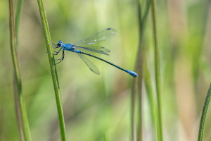lestes macrostigma leste a grands stigmas femelle lestes macrostigma leste a grands stigmas femelle