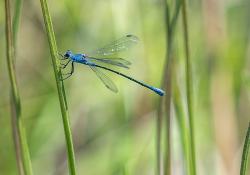 lestes macrostigma leste a grands stigmas femelle lestes macrostigma leste a grands stigmas femelle