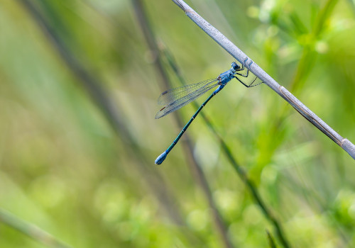 lestes macrostigma leste a grands stigmas femelle lestes macrostigma leste a grands stigmas femelle