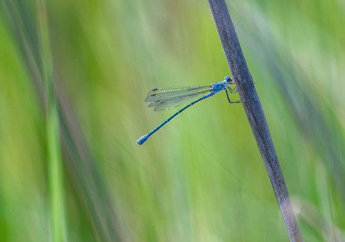 lestes macrostigma leste a grands stigmas femelle lestes macrostigma leste a grands stigmas femelle