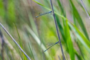 lestes macrostigma leste a grands stigmas femelle lestes macrostigma leste a grands stigmas femelle