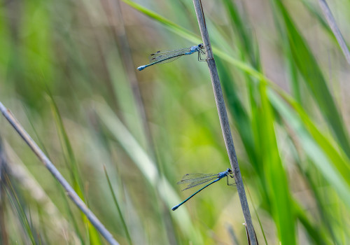 lestes macrostigma leste a grands stigmas femelle lestes macrostigma leste a grands stigmas femelle