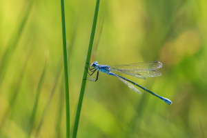 lestes macrostigma leste a grands stigmas femelle lestes macrostigma leste a grands stigmas femelle