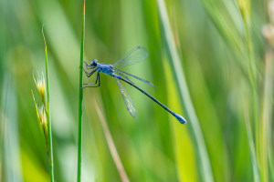 lestes macrostigma leste a grands stigmas femelle lestes macrostigma leste a grands stigmas femelle