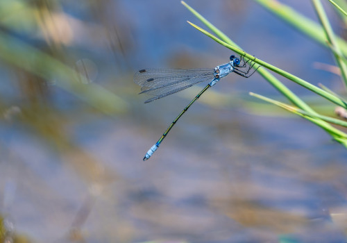 lestes macrostigma leste a grands stigmas male lestes macrostigma leste a grands stigmas male