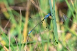 lestes macrostigma leste a grands stigmas male lestes macrostigma leste a grands stigmas male