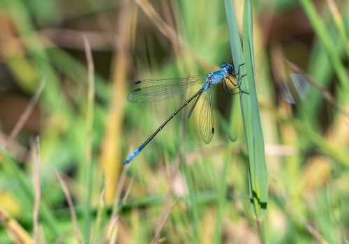 lestes macrostigma leste a grands stigmas male lestes macrostigma leste a grands stigmas male