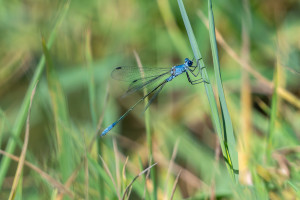 lestes macrostigma leste a grands stigmas male lestes macrostigma leste a grands stigmas male