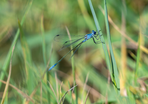 lestes macrostigma leste a grands stigmas male lestes macrostigma leste a grands stigmas male