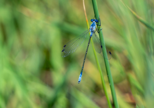 lestes macrostigma leste a grands stigmas male lestes macrostigma leste a grands stigmas male