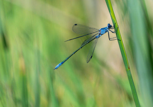lestes macrostigma leste a grands stigmas male lestes macrostigma leste a grands stigmas male