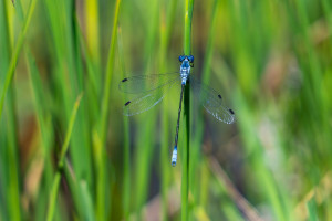 lestes macrostigma leste a grands stigmas male lestes macrostigma leste a grands stigmas male