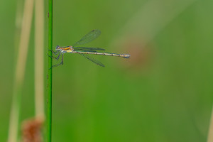 lestes sponsa leste fiance femelle lestes sponsa leste fiance femelle