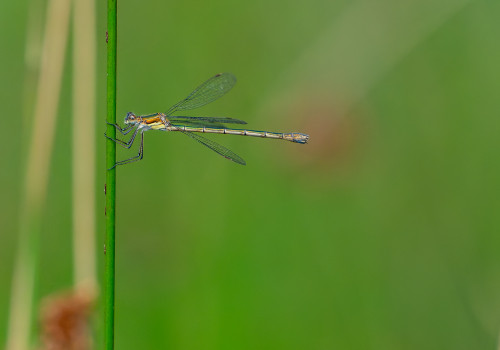 lestes sponsa   leste fiance femelle