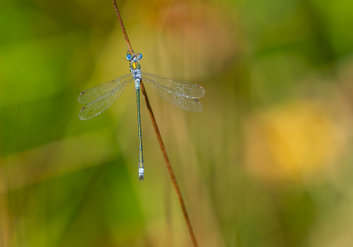 lestes sponsa   leste fiance male 10