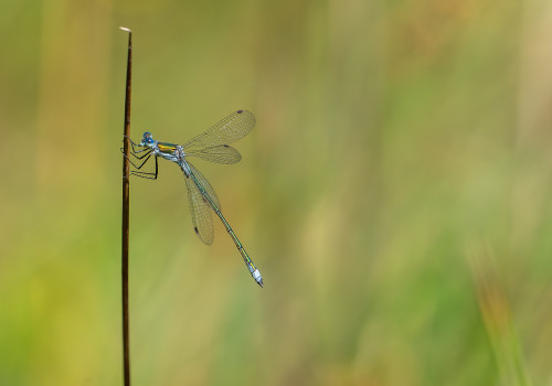 lestes sponsa   leste fiance male 12