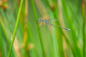 lestes sponsa le leste fiance lestes sponsa le leste fiance