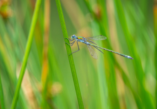 lestes sponsa  le leste fiance 