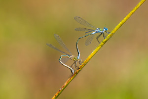 lestes sponsa le leste fiance couple lestes sponsa le leste fiance couple