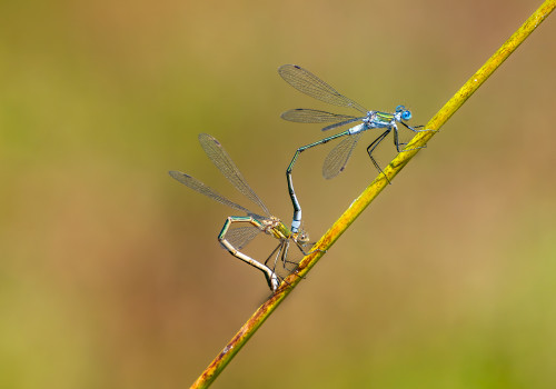 lestes sponsa  le leste fiance  couple