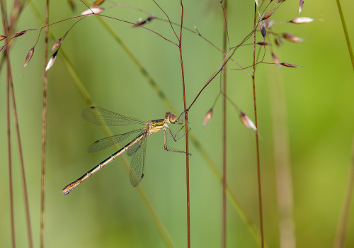 lestes sponsa  le leste fiance  femelle