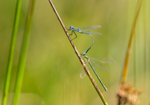 lestes sponsa male   lestes virens femelle