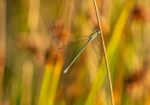 lestes virens   leste verdoyant femelle