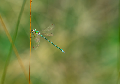 lestes virens   leste verdoyant male 10