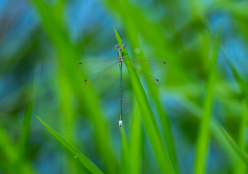 lestes virens   leste verdoyant male 10
