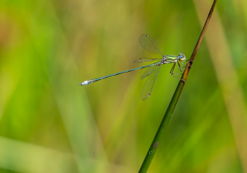 lestes virens   leste verdoyant male 10