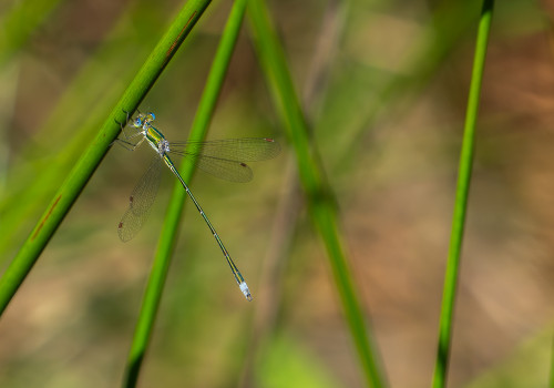 lestes virens   leste verdoyant male 10