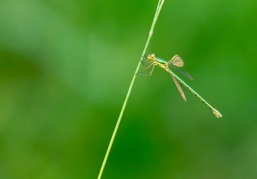 lestes virens  le leste verdoyant  femelle