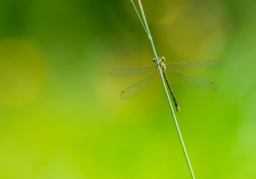 lestes virens  le leste verdoyant  femelle