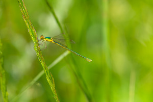 lestes virens le leste verdoyant femelle lestes virens le leste verdoyant femelle