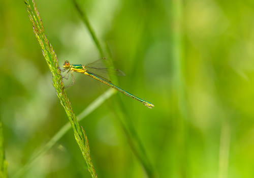 lestes virens  le leste verdoyant  femelle