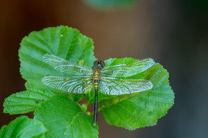 leucorrhinia albifrons leucorrhine a front blanc femelle leucorrhinia albifrons leucorrhine a front blanc femelle