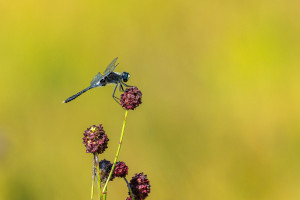 leucorrhinia albifrons leucorrhine a front blanc male leucorrhinia albifrons leucorrhine a front blanc male