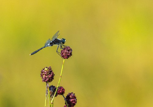 leucorrhinia albifrons  leucorrhine a front blanc  male