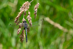 leucorrhinia albifrons leucorrhine a front blanc male leucorrhinia albifrons leucorrhine a front blanc male